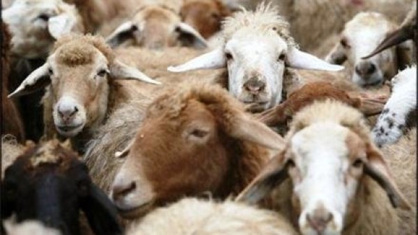 هشدار پلیس به دامداران: سرقت احشام در زمستان افزایش می‌یابد!